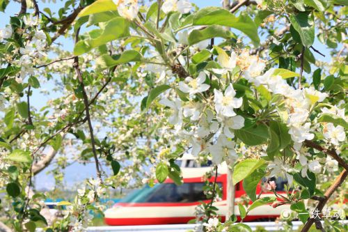 リンゴの花と特急ゆけむり