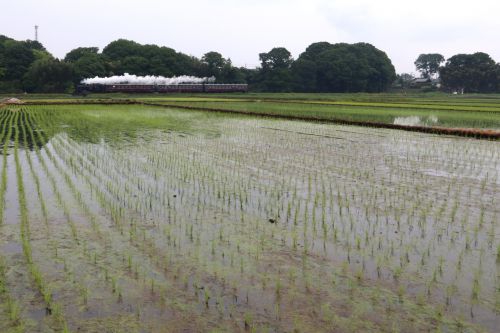 早苗田の向こうに白煙 - 2022年・真岡鉄道 -