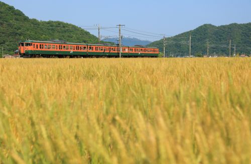 山陽本線の黄金色に実った麦の穂の中を行く湘南色の115系ローカル電車他(三石~上郡)