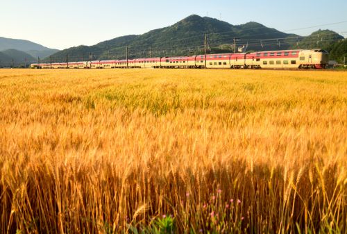 山陽本線の朝陽の麦畑中を行く285系特急寝台「サンライズ出雲」とEF66牽引のコンテナ貨物67レ(三石~上郡)