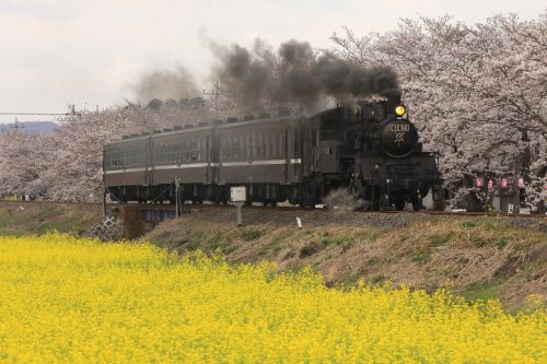 桜と菜の花 - 2010年・真岡鉄道 -