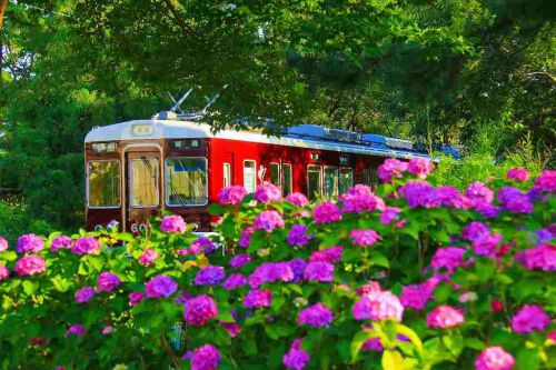 紫陽花と阪急電車!