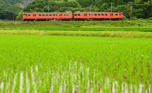 津山線の里山の水田風景の中を行くキハ47系タラコ色ローカル列車(神目~弓削)