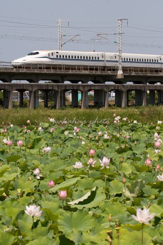 瑞風待ち…の間はハスと新幹線