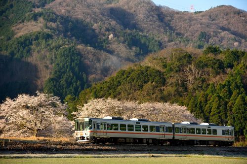 姫新線の桜並木を行くキハ127系ローカル列車(三日月~播磨徳久)