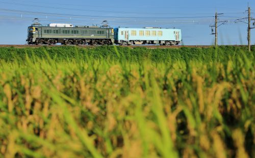 湖西線の黄金色に実った夕刻の水田風景を行くEF81牽引のキハ120配給列車他(