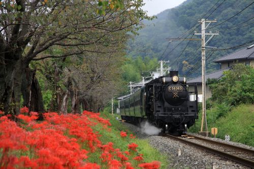 秋の桜並木は彼岸花の道 - 2009年・秩父鉄道 -
