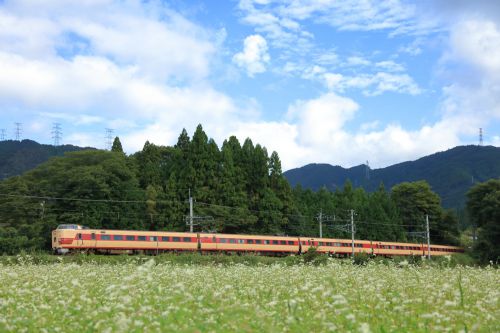 伯備線の秋の田園風景を行く381系国鉄色特急「やくも8号」(根雨~黒坂)