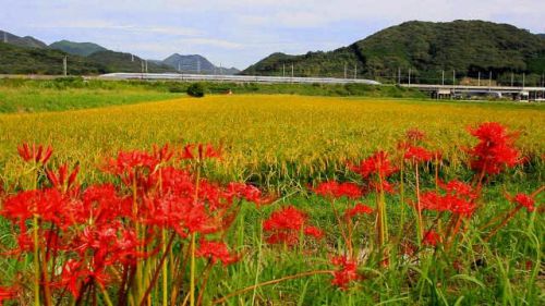 山陽新幹線N700系 500系 彼岸花と黄金色の稲穂 2022-09-25