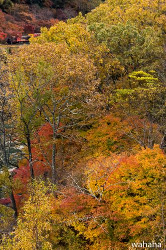 紅葉を楽しみに京都へ~嵯峨野観光鉄道~