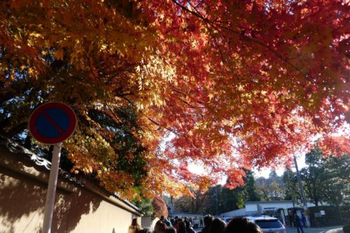 京都で紅葉狩り(1) 東福寺と京阪電車