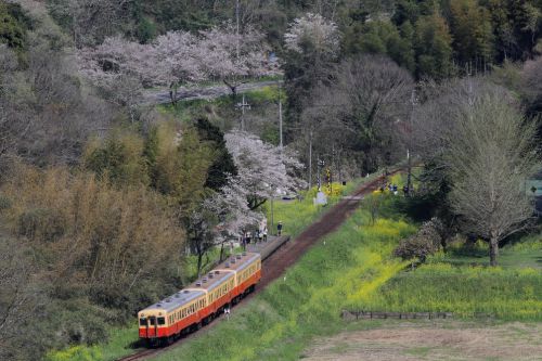 春は桜と菜の花 - 小湊鉄道・2017年 -