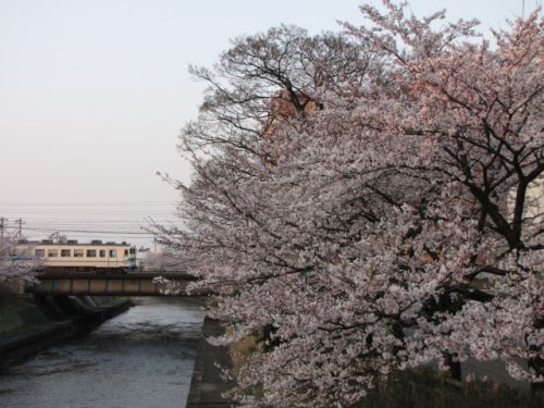 北陸線 富山駅付近 いたち川沿いの桜
