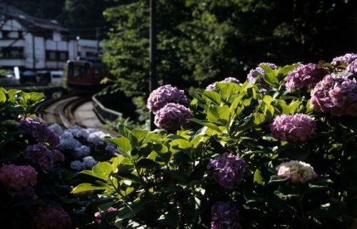 箱根登山鉄道 アジサイと登山列車