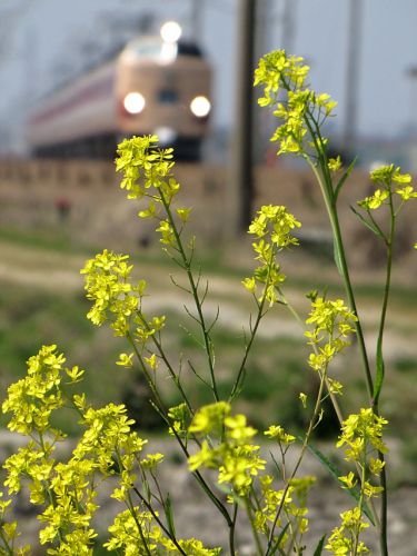 菜の花と特急雷鳥