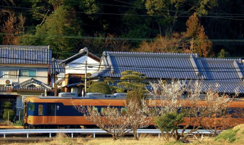 梅が咲いていました!近鉄吉野線