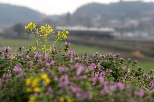 鹿児島本線 特急つばめ