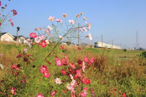 お花と普通列車六両編成