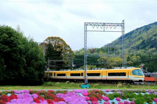 芝桜と近鉄特急！