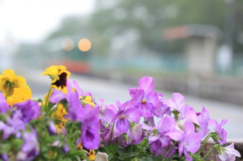 雨の駅