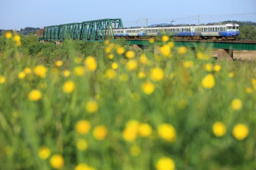 越後線の大河津分水路橋梁を行く115系電車(分水~寺泊)