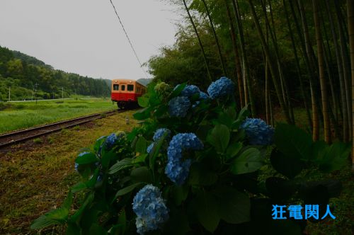 小湊梅雨散歩 トトロの森の駅