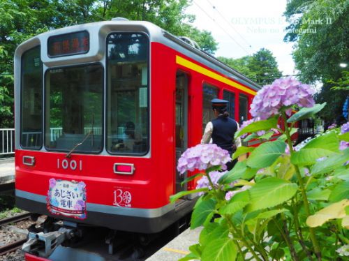 紫陽花と~Ⅱ@箱根登山鉄道