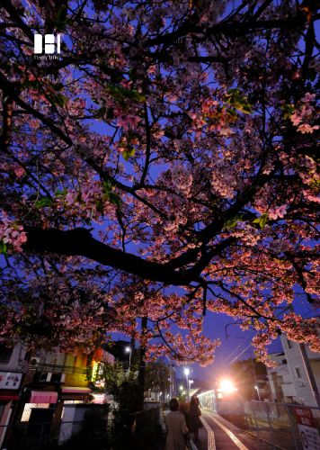 駅に咲く桜