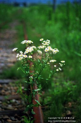 鉄道草と錆びたレール