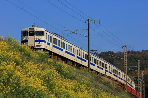 日豊本線の菜の花の季節を行く415系電車(杵築~大神)