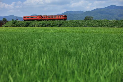 吉備線の盛夏の水田風景を行くキハ40と47のローカル列車(足守~服部)
