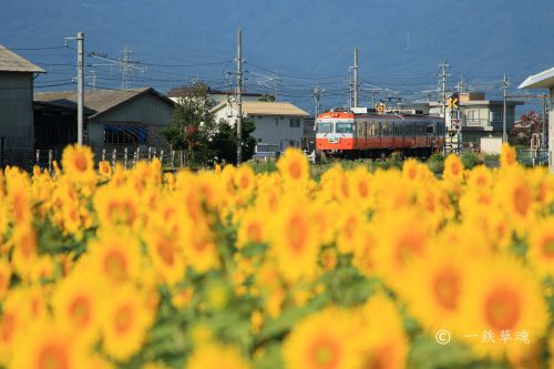 ヒマワリのイメージ鉄道写真