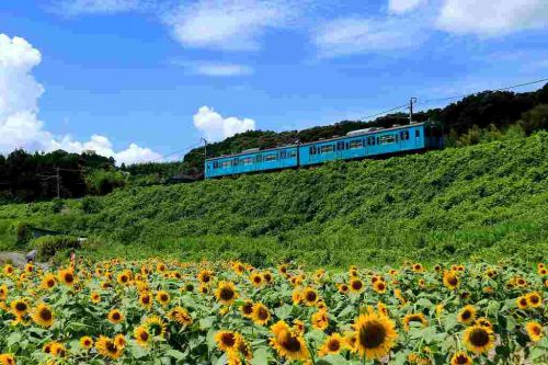 最後の向日葵と105系電車!