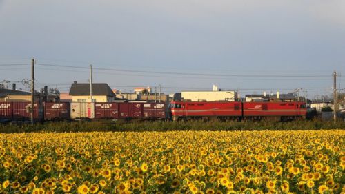 道南いさりび鉄道でEH800牽引貨物列車を撮影