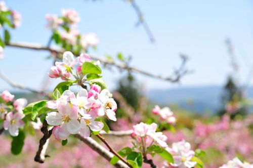 【募集中】✿フルーツの里にのへ✿『りんごの花摘み&ぎんが食堂