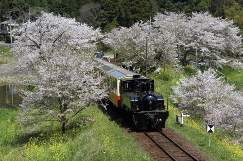 桜と菜の花と黒い機関車 - 2017年・小湊鉄道 -