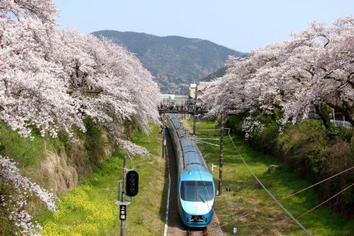 【御殿場線 山北駅】 満開の桜のトンネルをくぐる列車を撮る! 山北鉄道公園の桜まつりも楽しめました!