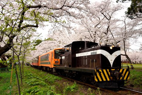 津軽鉄道の桜まつりと桜のトンネルを行くストーブ列車(芦森公園)