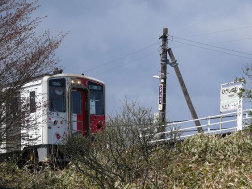 花咲線東根室駅最東端の桜エゾヤマザクラが開花しました♪