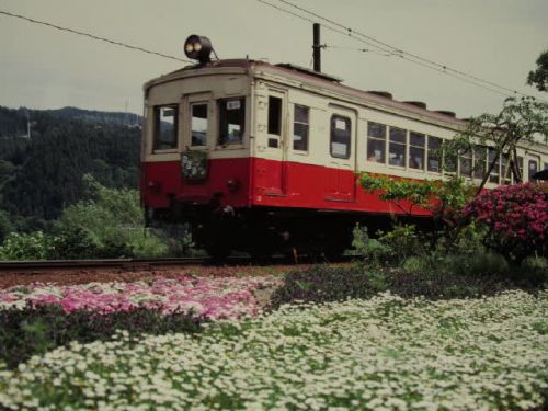 大井川鉄道モハ311+クハ511 茶処は花の季節 1994-05-07