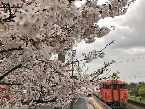 備前一宮駅の桜は まだ咲いてました。