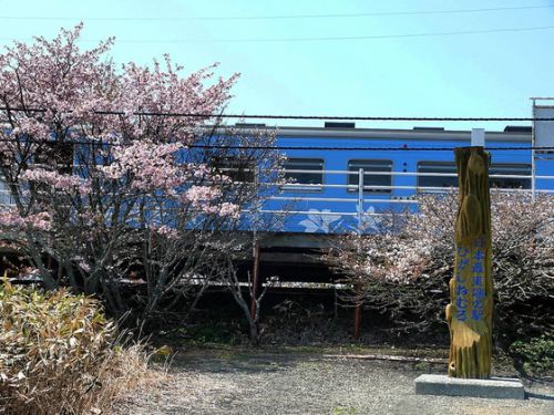 流氷物語ラッピングと花咲線東根室駅の桜