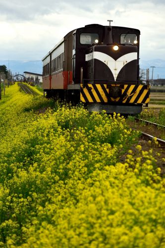 津軽鉄道の菜の花の名所を行くストーブ列車他(津軽飯詰~毘沙門)