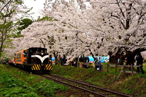 津軽鉄道の桜の名勝芦森公園駅の桜のトンネルを行くストーブ列車他(芦森公園駅)