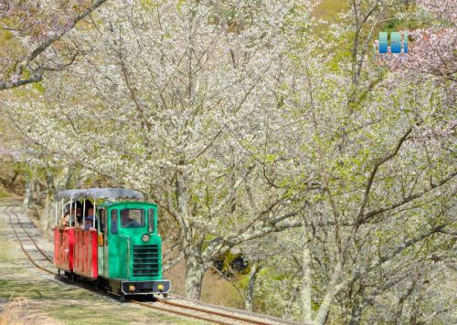 シグナス森林鉄道