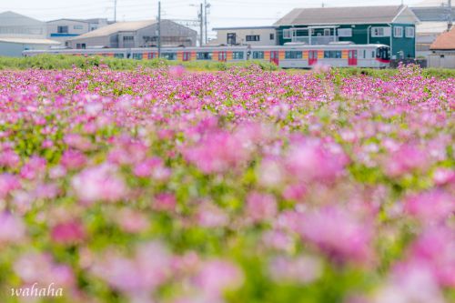 山陽電車と蓮華