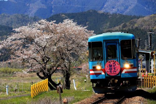 春の象徴!樽見鉄道