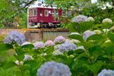 '19紫陽花と鉄道撮影記