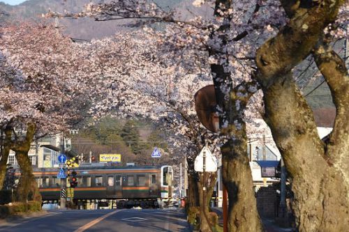 本日の撮影 飯田線は宮木駅の桜並木より