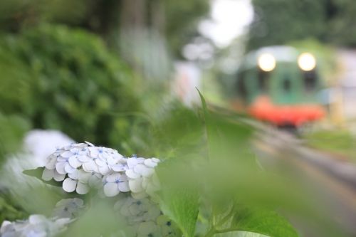 多田羅駅の白い紫陽花